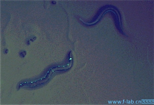 体式荧光显微镜系统