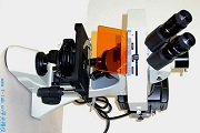 正置落射荧光显微镜
