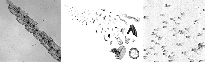 海洋粒子成像仪测量结果